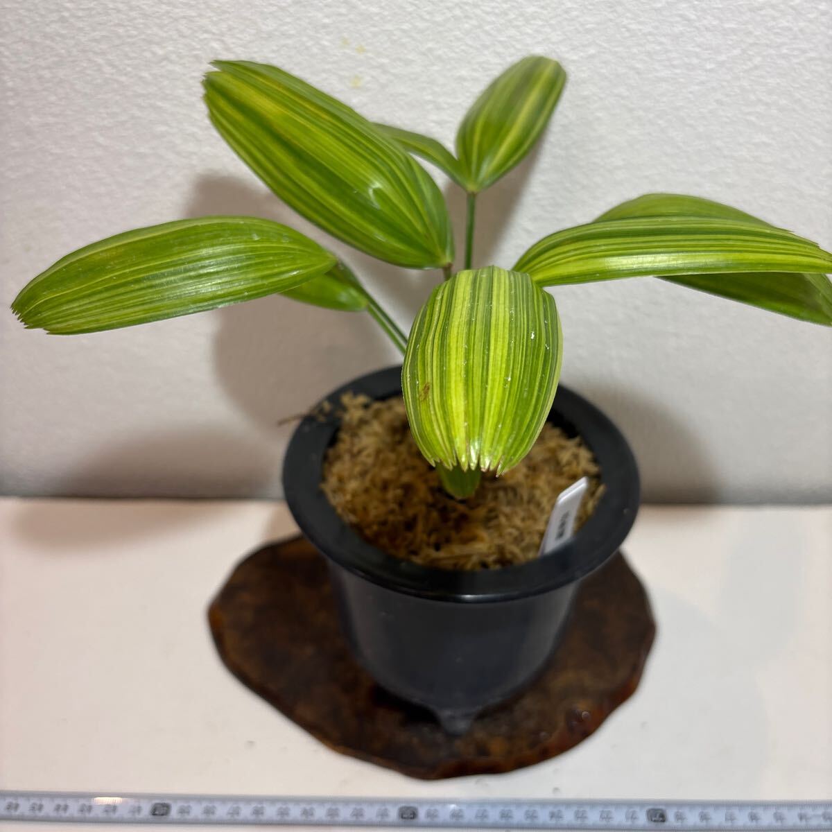 観音竹 井上 Yahoo!オークション -「観音竹」の落札相場・落札価格