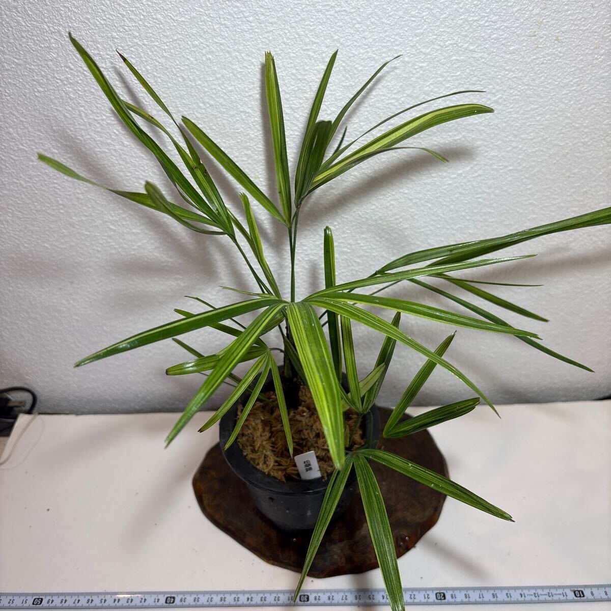 Yahoo!オークション -「観音竹」の落札相場・落札価格