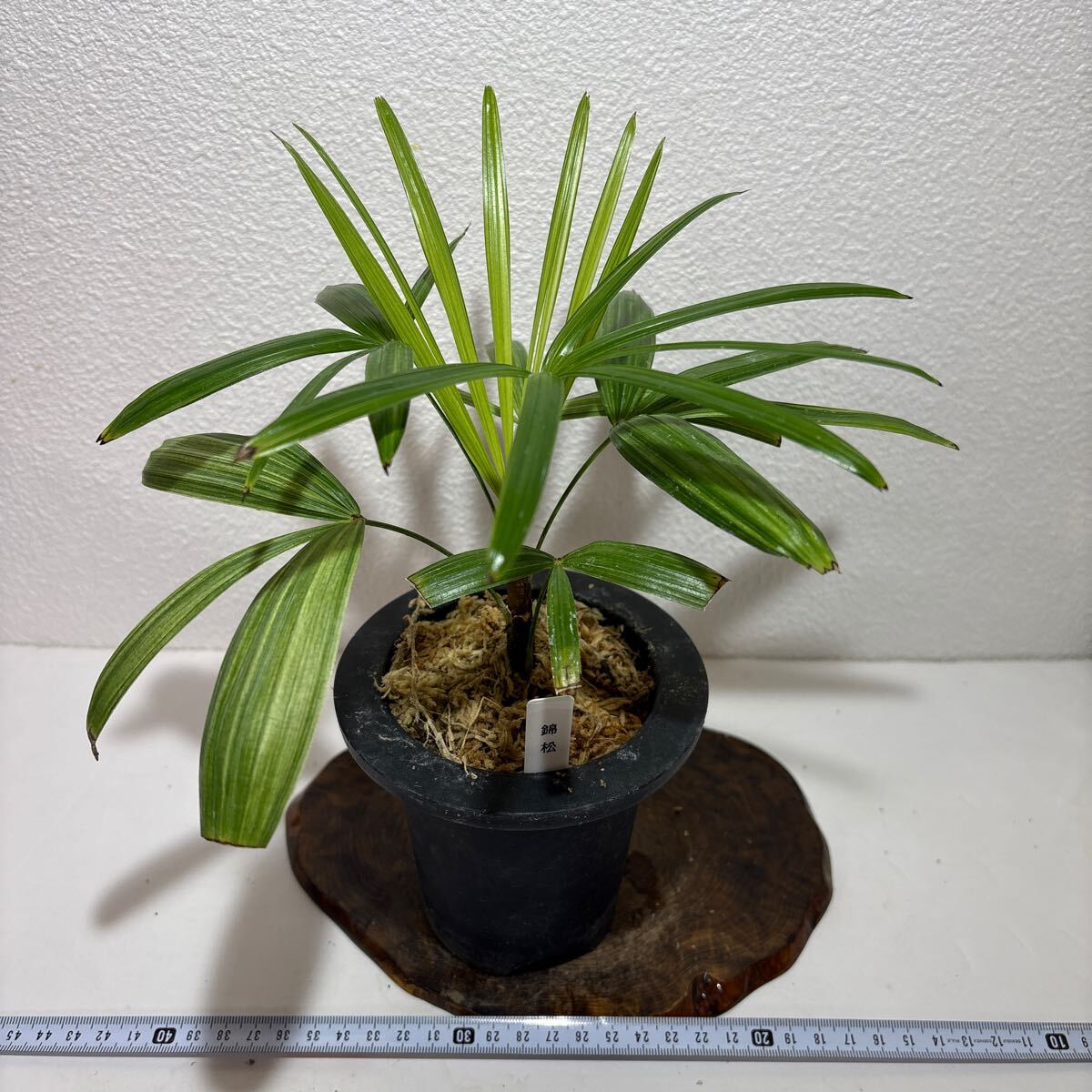 Yahoo!オークション -「inz観音竹」の落札相場・落札価格