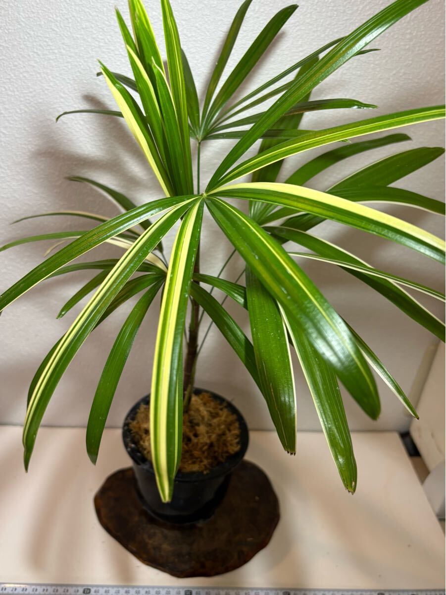 Yahoo!オークション -「観音竹」の落札相場・落札価格