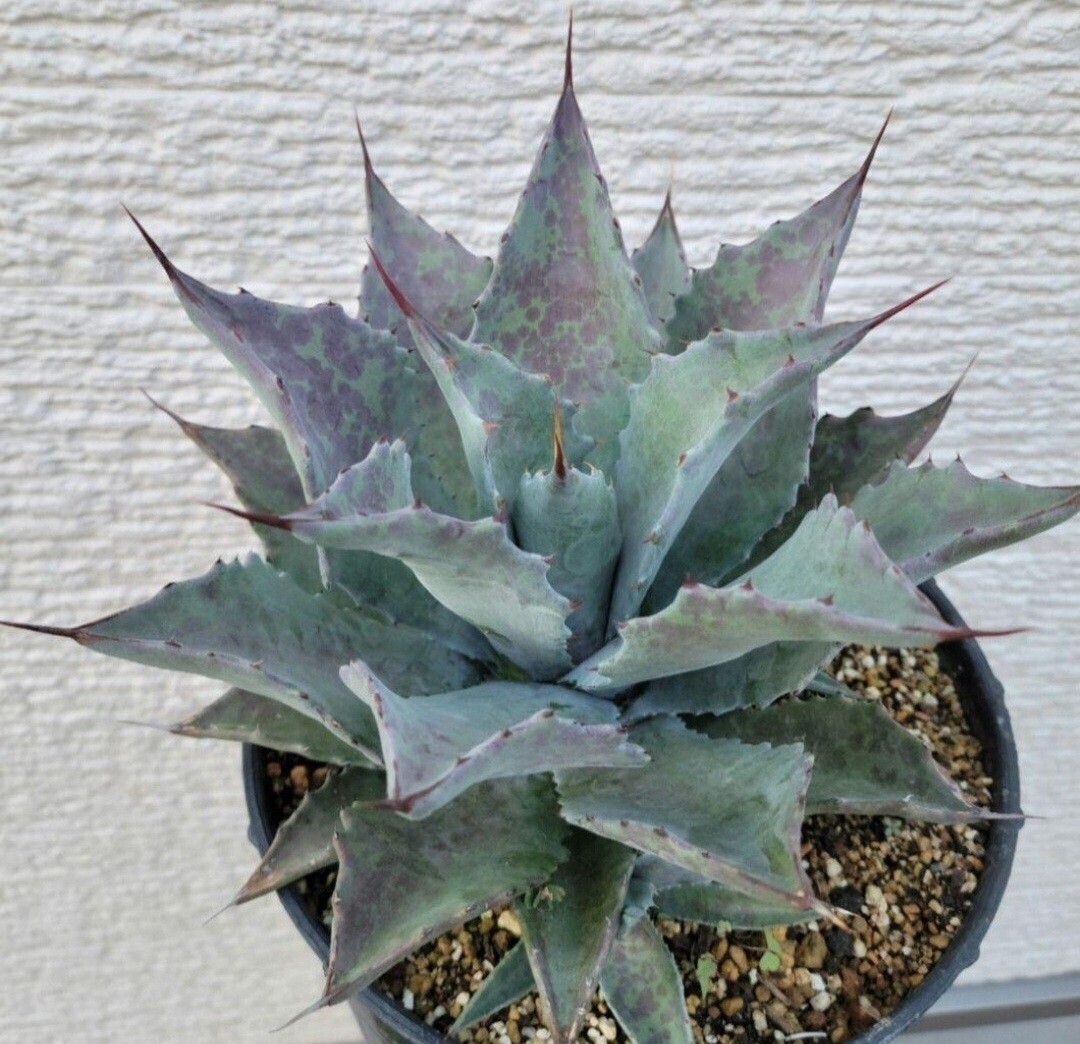 Yahoo!オークション -「colorata」(アガベ) (観葉植物)の落札