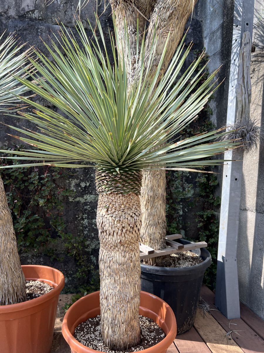 Yahoo!オークション -「ユッカ ロストラータ」の落札相場・落札価格