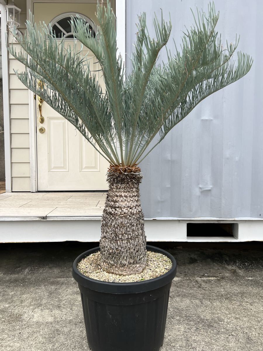 サイカス　カイルンシアナ サイカス カイルンシアナ 秋分の日限定価格。 | mana's farm