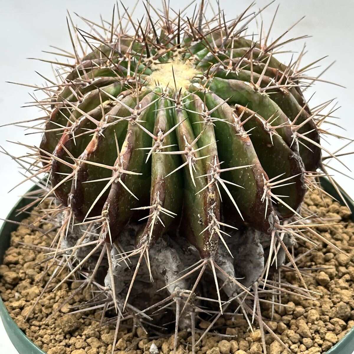 けいちゃん様金鯱6頭、金鯱5頭、弁慶柱5頭、弁慶柱3頭、弁慶柱1頭 Yahoo!オークション -「弁慶」(サボテン) (観葉植物)の落札相場