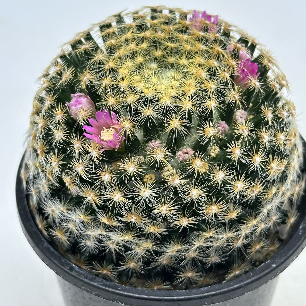 2025年最新】Yahoo!オークション -マミラリア(花、園芸)の中古品