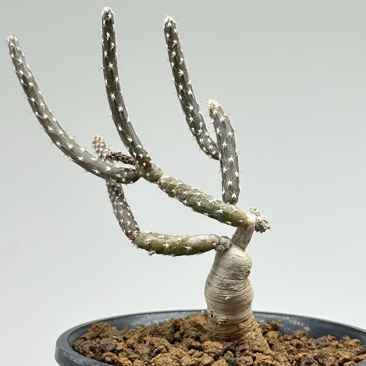 2025年最新】Yahoo!オークション -テロカクタスの中古品・新品・未使用