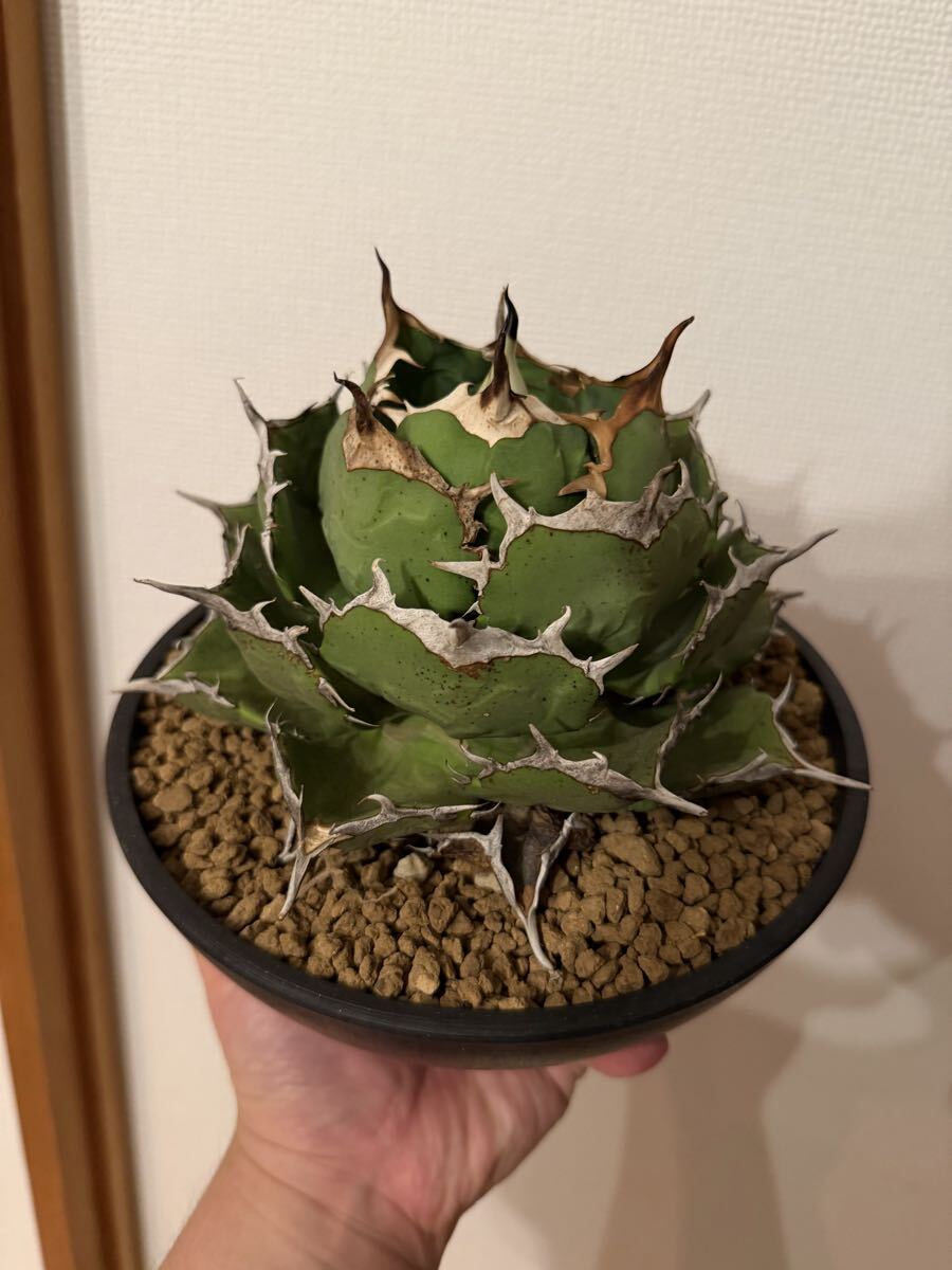 2025年最新】Yahoo!オークション -アガベ チタノタ ボール(観葉