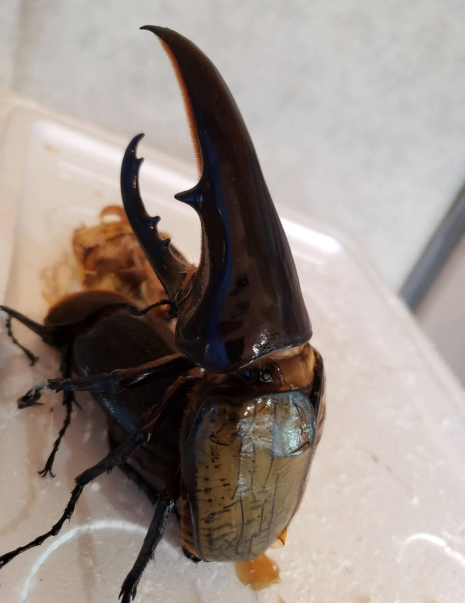 パチセラスメテオ血統Z♀（F8.Sライン）68-70mm (8/28後食)※台形♀で無くても極太率90%UP!! 即決無くても未使用、後食済み♂プレゼント！ パチセラスメテオの中古が安い！激安で譲ります・無料であげます