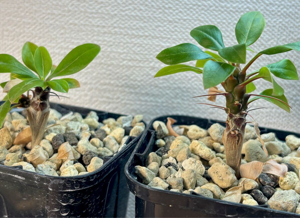 Yahoo!オークション -「フォークイエリア」の落札相場・落札価格