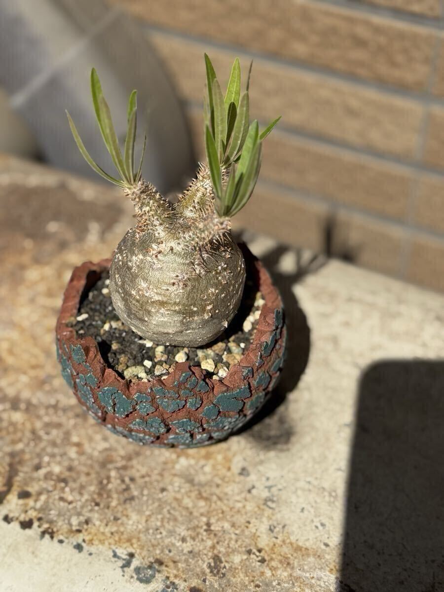 エブレネウム　現地球　良型　サボテンオークション　コレクション株 サボテンオークション日本で買いました パキポディウム・ブレビ