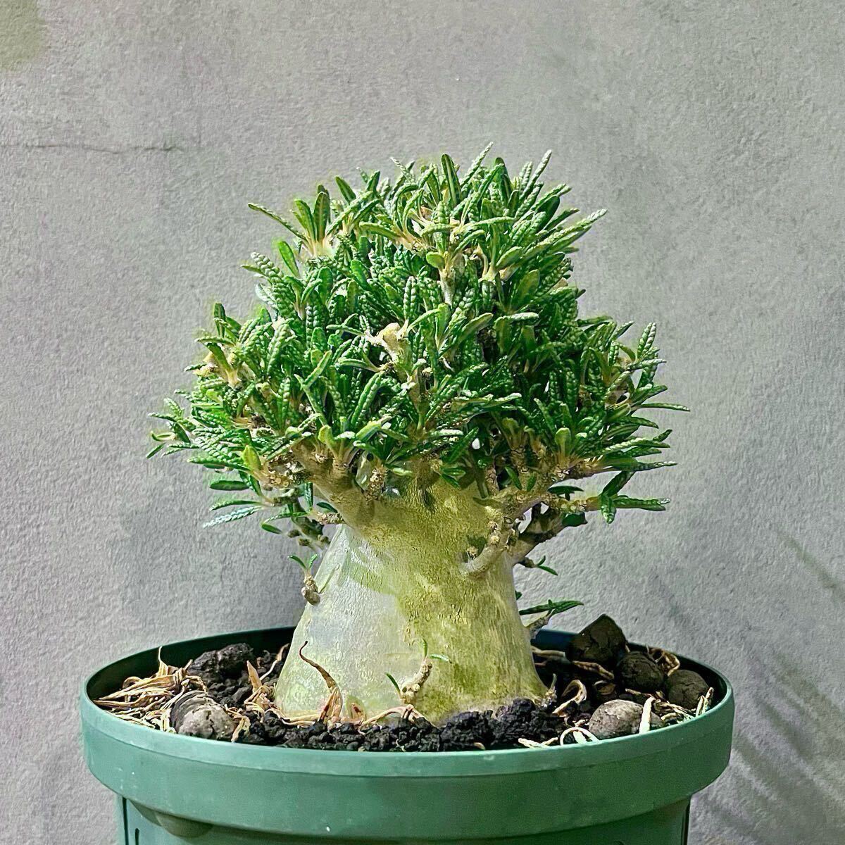 ドルステニアギガス　枝　104本 Yahoo!オークション -「ドルステニアギガス」の落札相場・落札価格