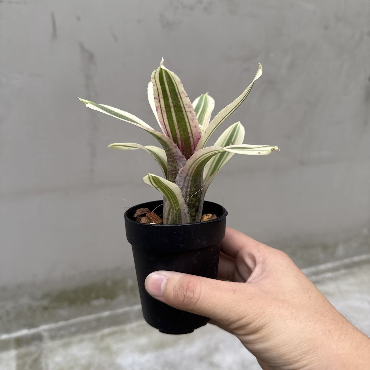 2025年最新】Yahoo!オークション -ネオレゲリア(観葉植物)の中古