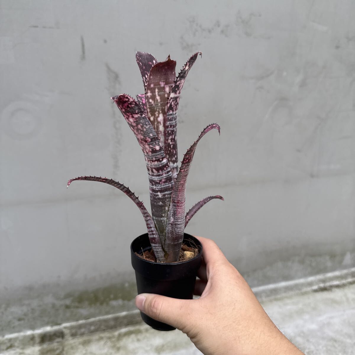 2025年最新】Yahoo!オークション -ネオレゲリア(観葉植物)の中古