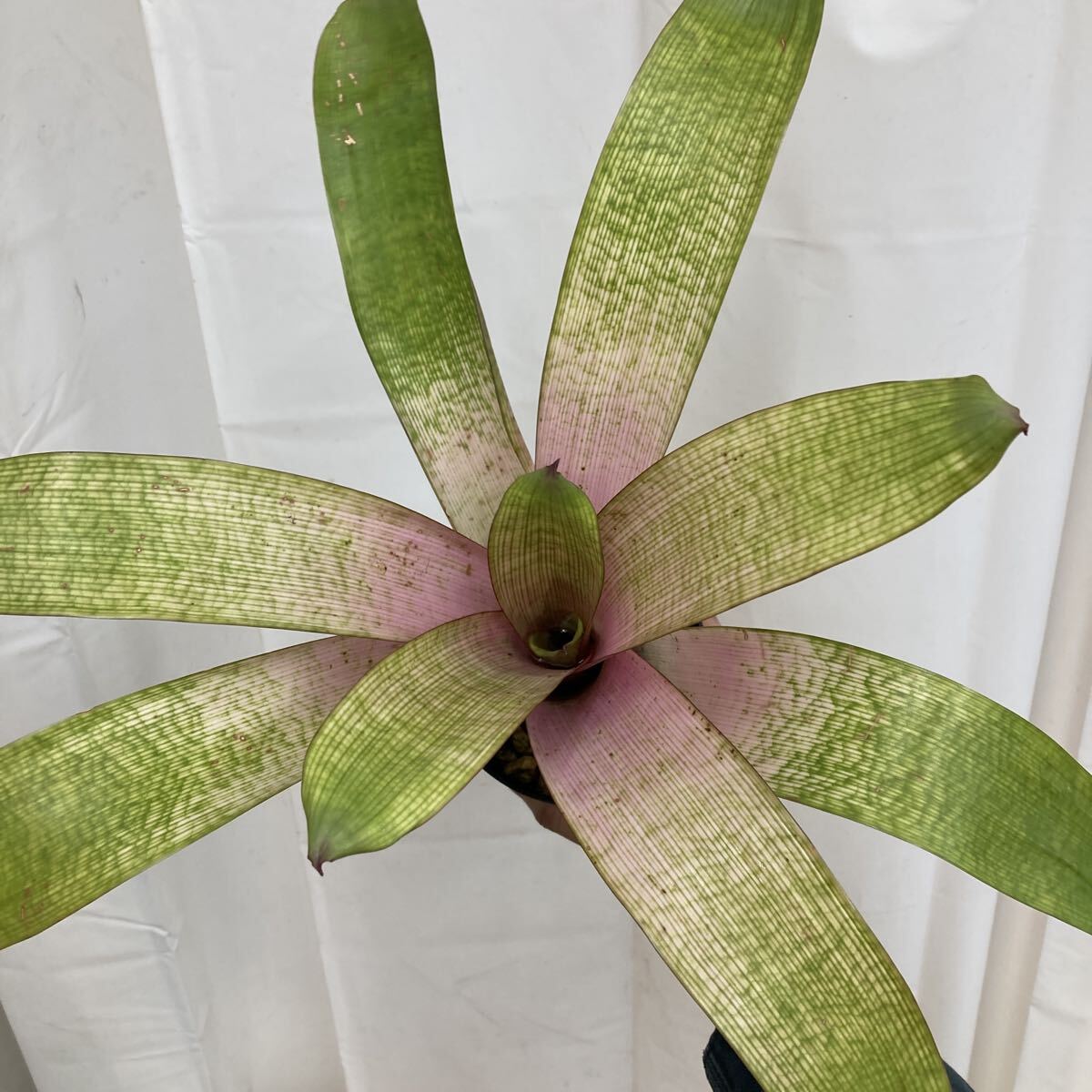 Yahoo!オークション -「フリーセア」(観葉植物) の落札相場