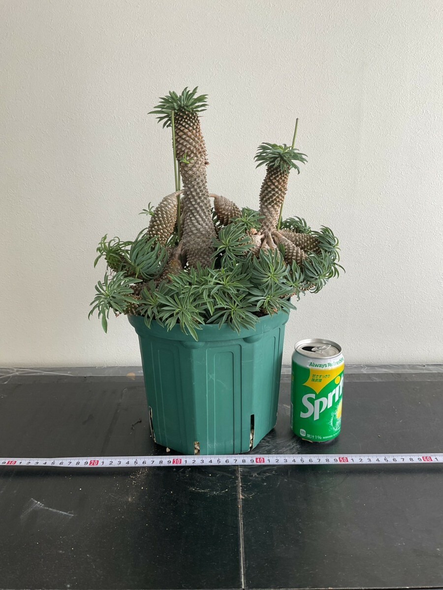 2025年最新】Yahoo!オークション -ソテツ(観葉植物)の中古品