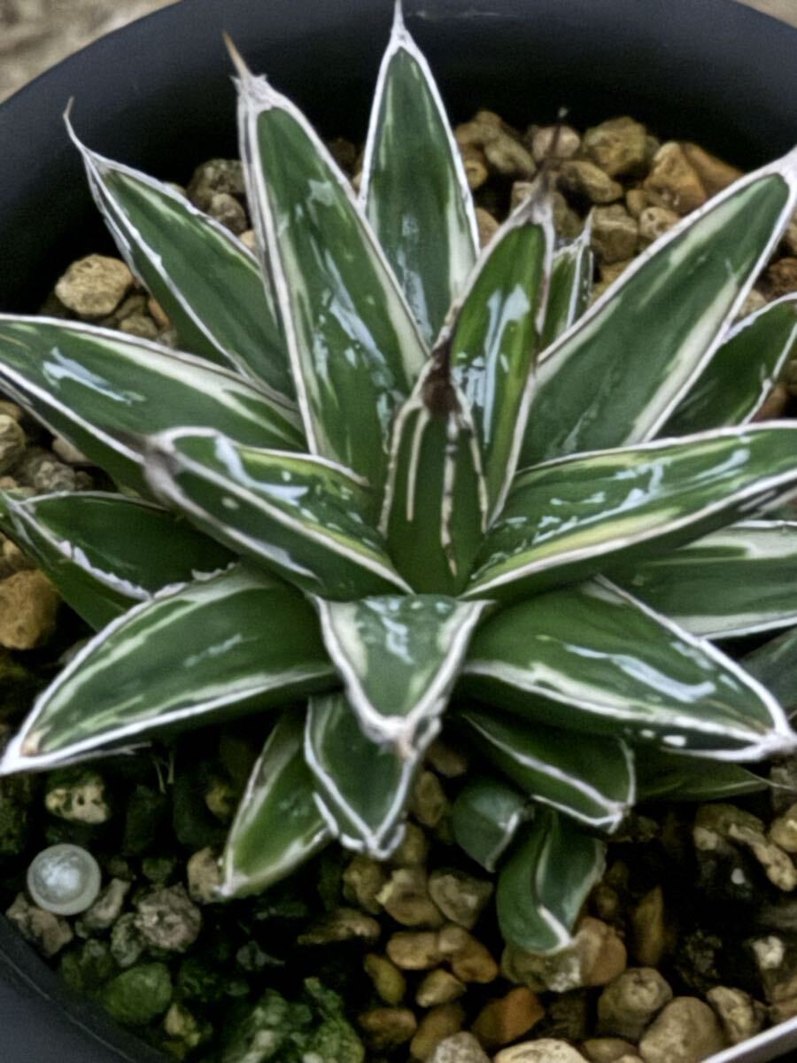 笹の雪　極氷山　アガベ　超美株 Yahoo!オークション -「笹の雪 氷山」(アガベ) (観葉植物)の落札