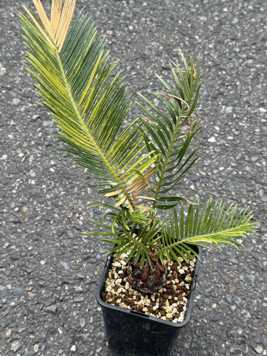 2025年最新】Yahoo!オークション -ソテツ 斑入りの中古品・新品