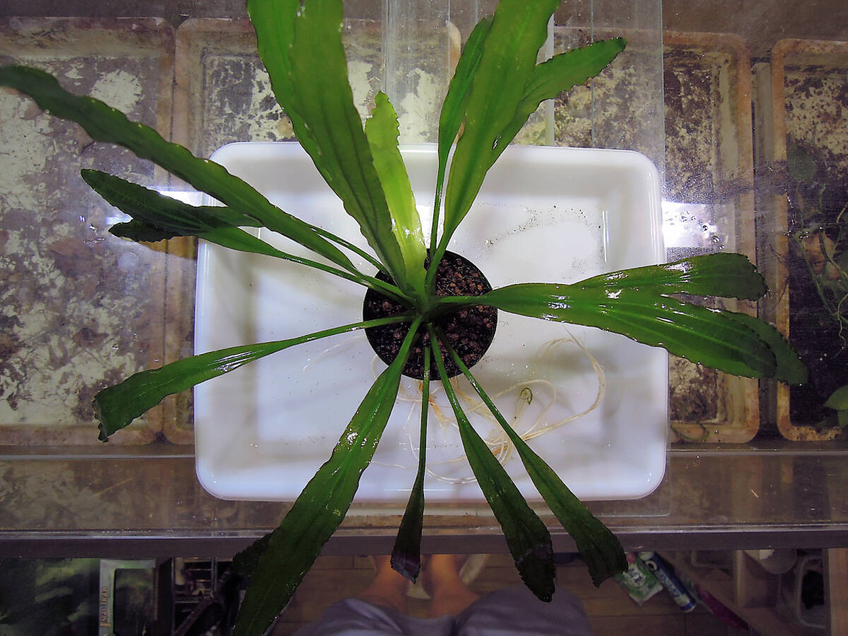 Yahoo!オークション -「ホレマニー」(エキノドルス) (水草)の落札相場