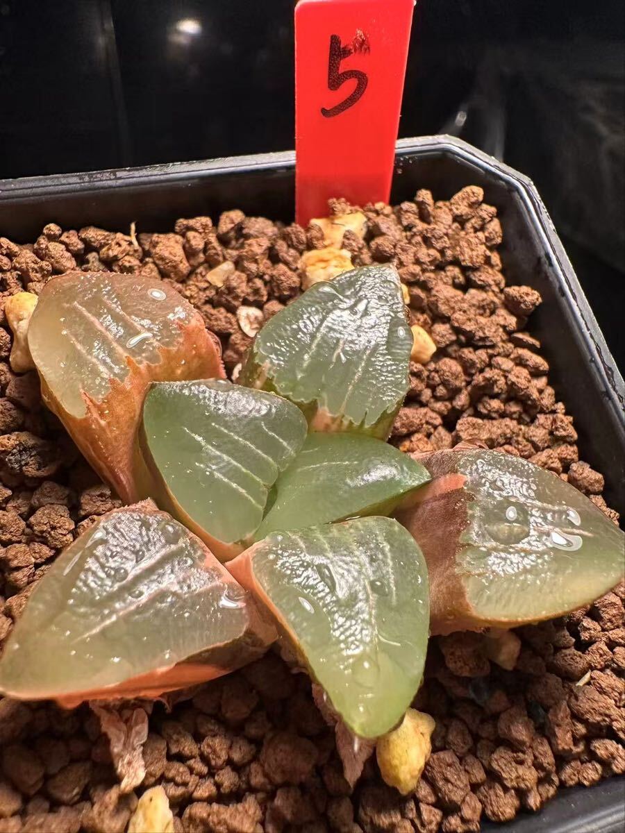 Yahoo!オークション -「ハオルチア コレクタ錦」の落札相場