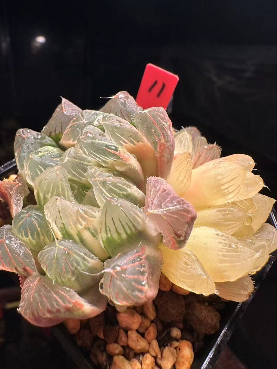 2A ハオルチア　多肉植物　鬼岩城錦糊斑　自家繁殖 2A ハオルチア 多肉植物 鬼岩城錦糊斑 自家繁殖 19AAA