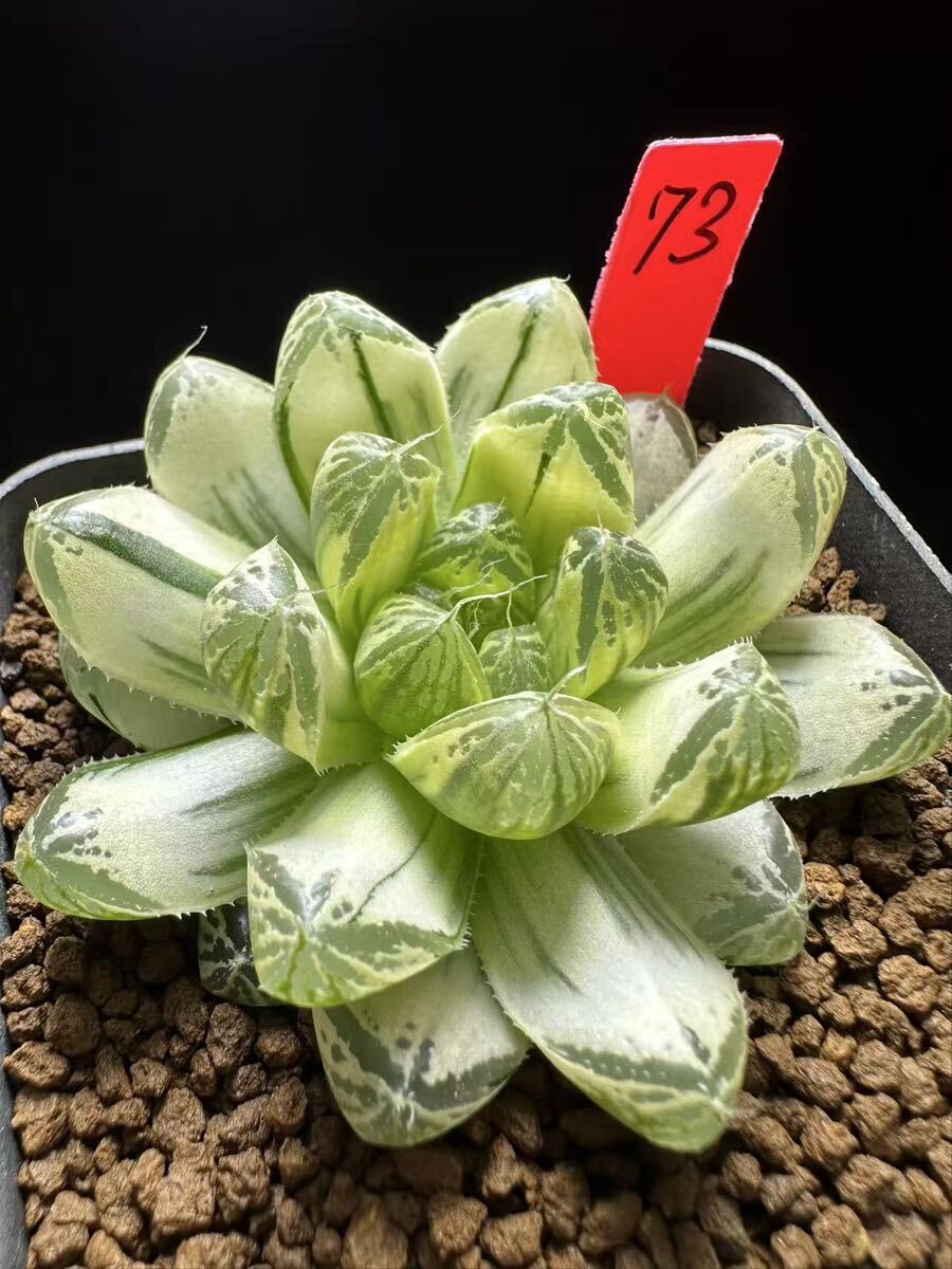 Yahoo!オークション -「ハオルチア 白銀の露」の落札相場・落札価格