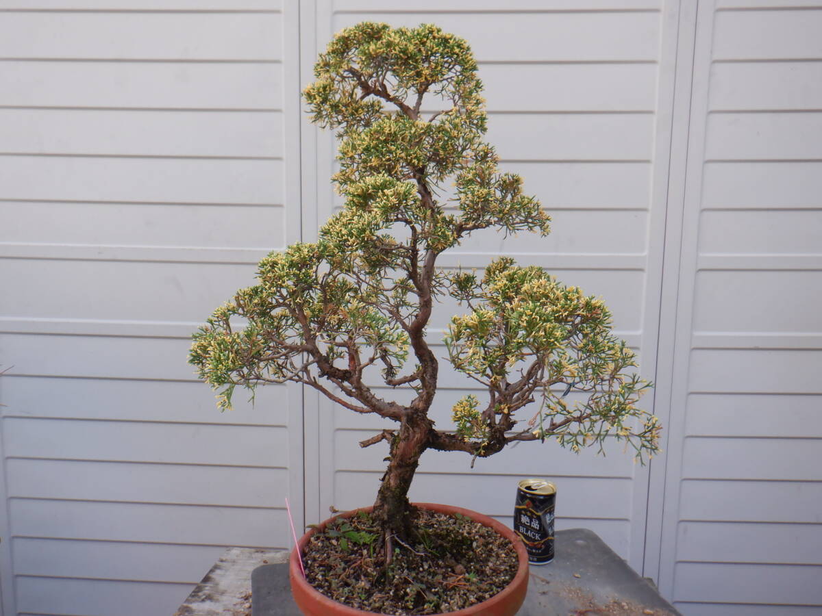 k*e様 フォロワー100人記念　サービスオークション　真柏　樹高45cm k*e様 フォロワー100人記念 サービスオークション 真柏 樹高45cm