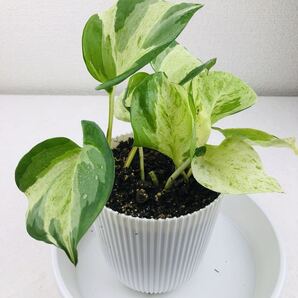 ポトス ステータス 観葉植物 斑入り 抜き苗