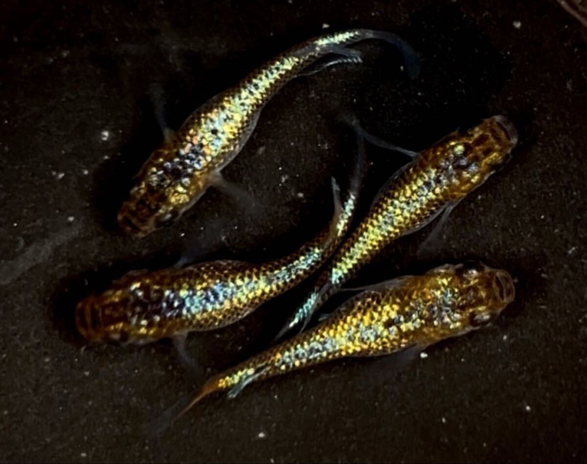 夢桜めだか　上物　ヒミツヘイキ　雄1雌2 現物出品a 夢桜めだか 強青ラメ サファイア 2ペア 現物出品