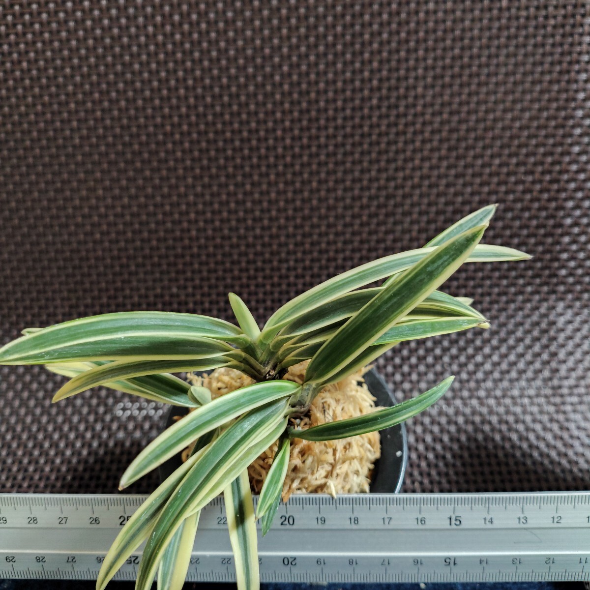 Yahoo!オークション -「セッコク 長生蘭」(花、園芸) の落札相場