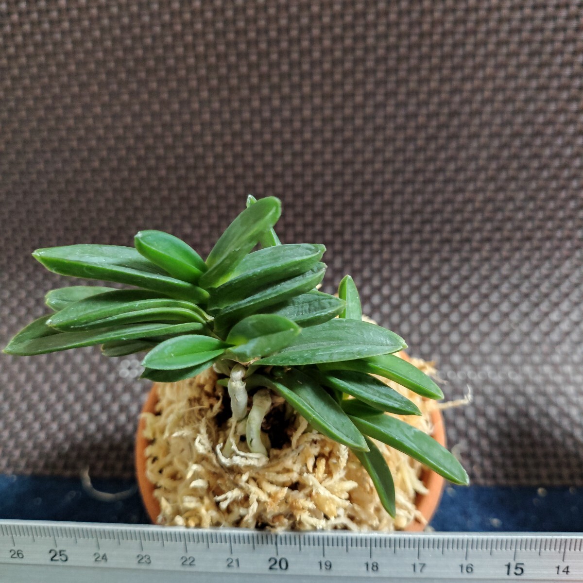 Yahoo!オークション -「セッコク 長生蘭」(花、園芸) の落札相場