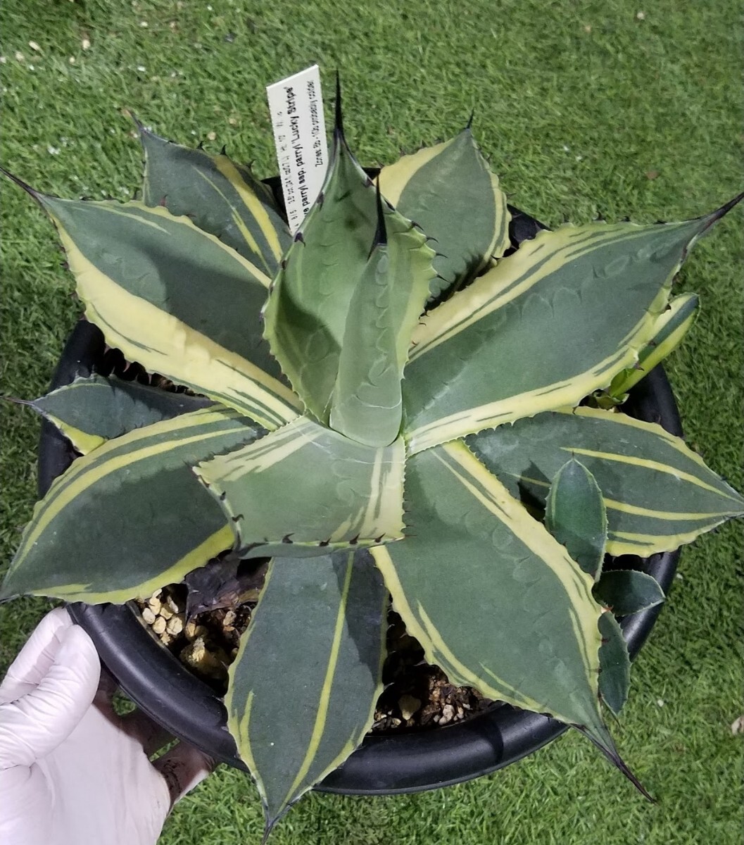 アガベ　ラッキーストライプ 2025年最新】アガベパリーラッキーストライプの人気アイテム