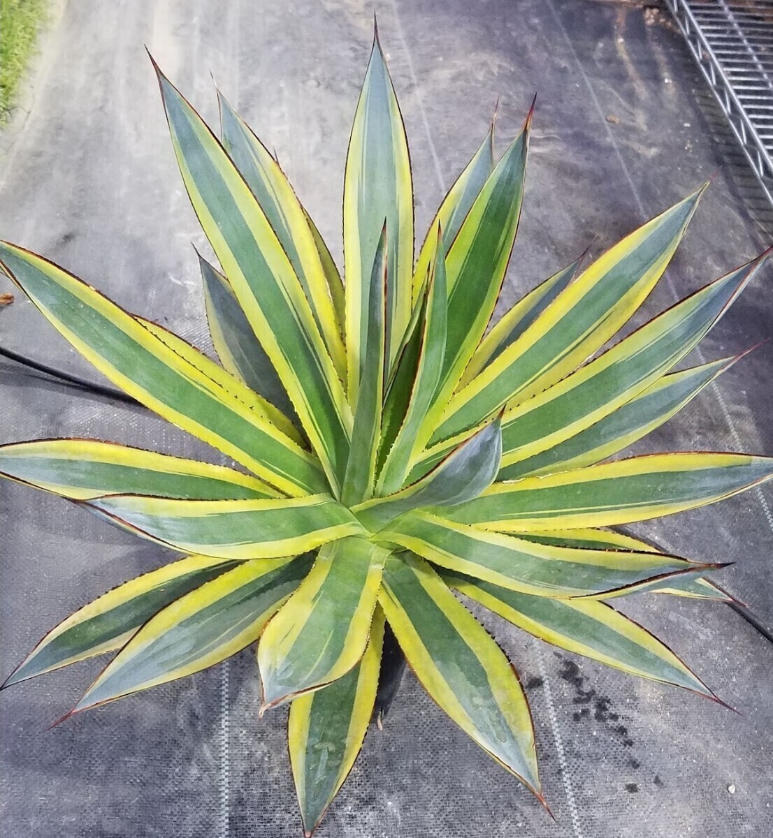 黄縞斑 パリー トランカータ オスプレイ 激ヤバ株 検) オリザバ 斑入り アガベ パリー トランカータ 斑入り オスプレイ オリザバ