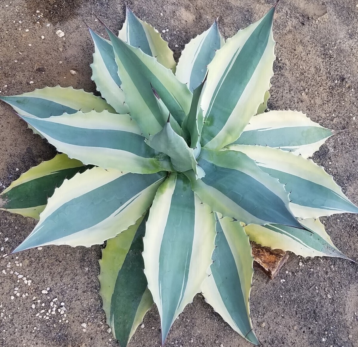 オバティフォリア　白覆輪　オルカ　斑入り　リップルエフェクト　オリザバ アガベ オバティフォリア 白覆輪 オルカ 斑入り リップル