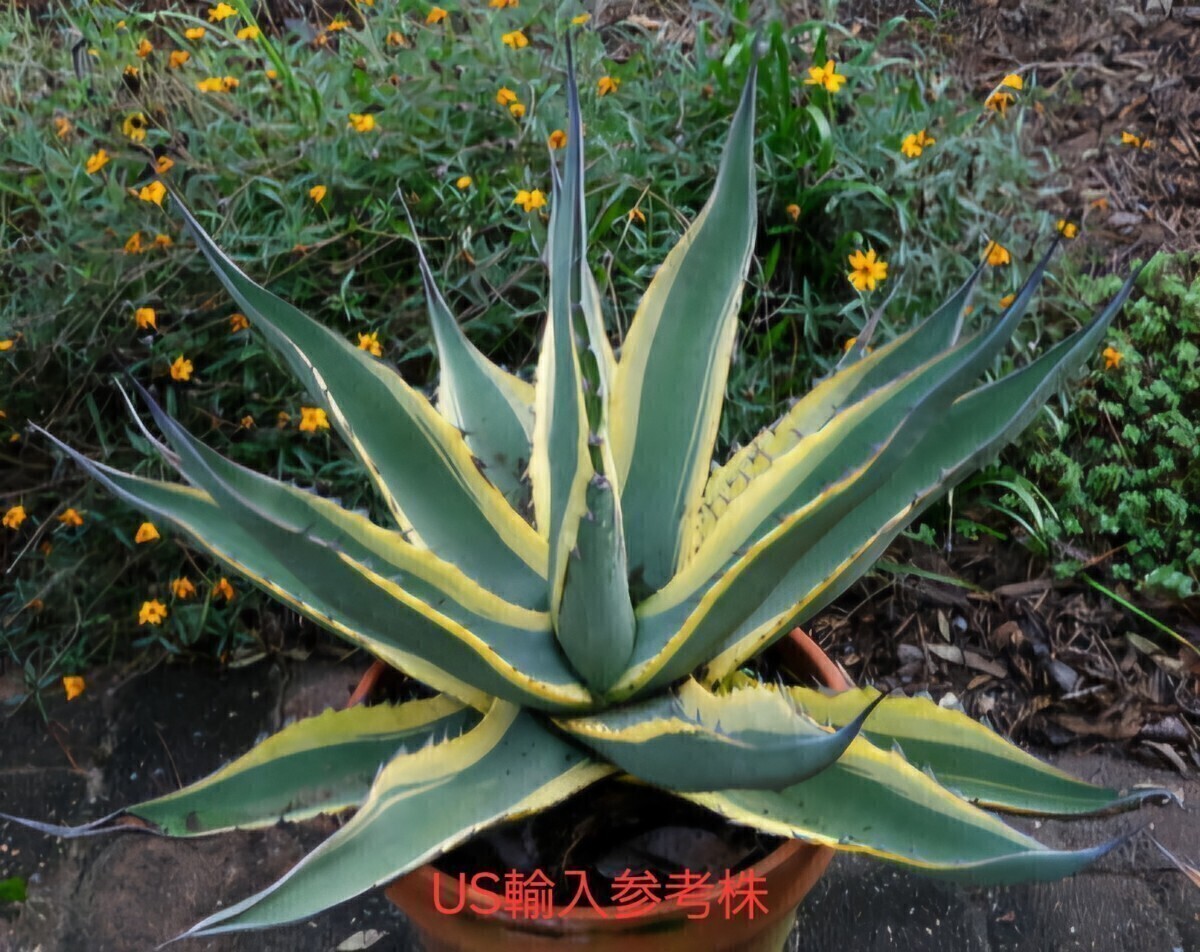 Yahoo!オークション -「アガベパリーオリザバ」の落札相場・落札価格