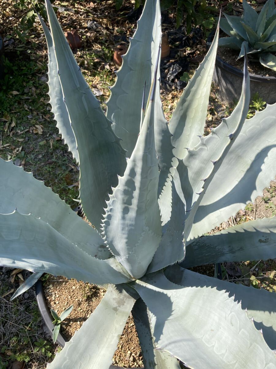 Yahoo!オークション -「アガベ シルバーサーファー」(観葉植物