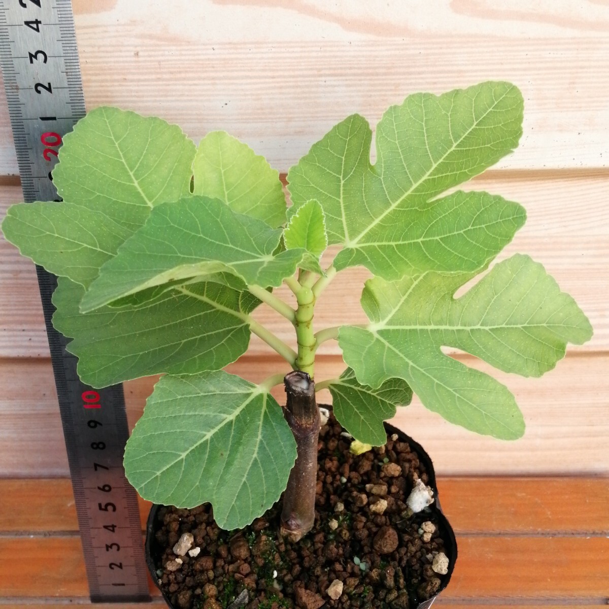 Yahoo!オークション -「イチジク 苗 ブラックマデイラ」の落札