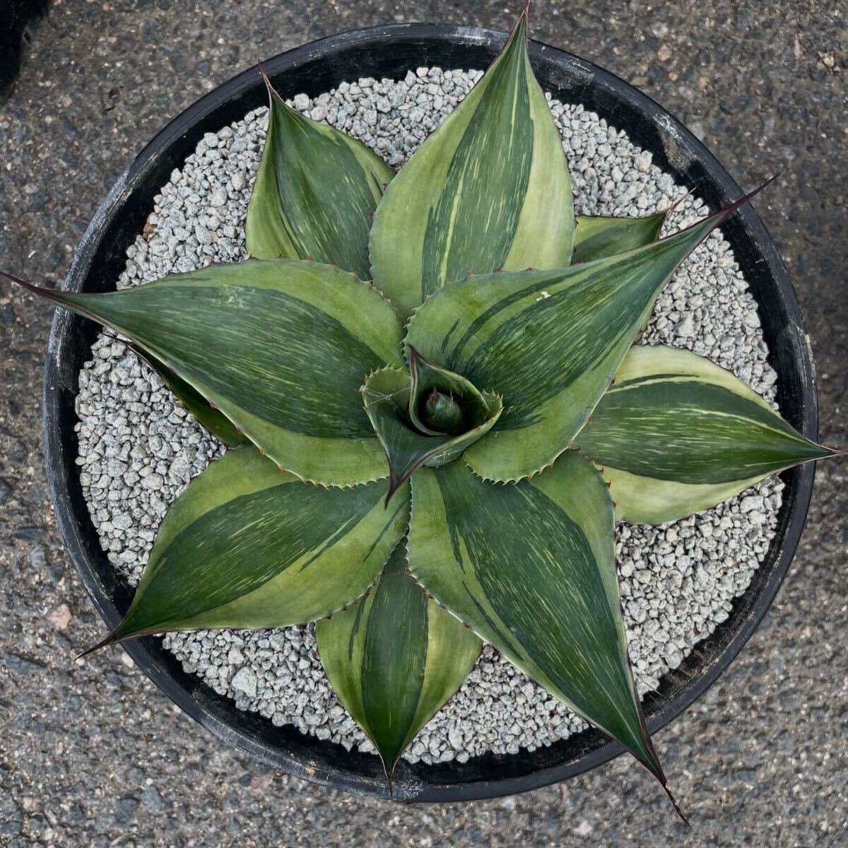 Yahoo!オークション -「オバティフォリアキラー」(花、園芸) の