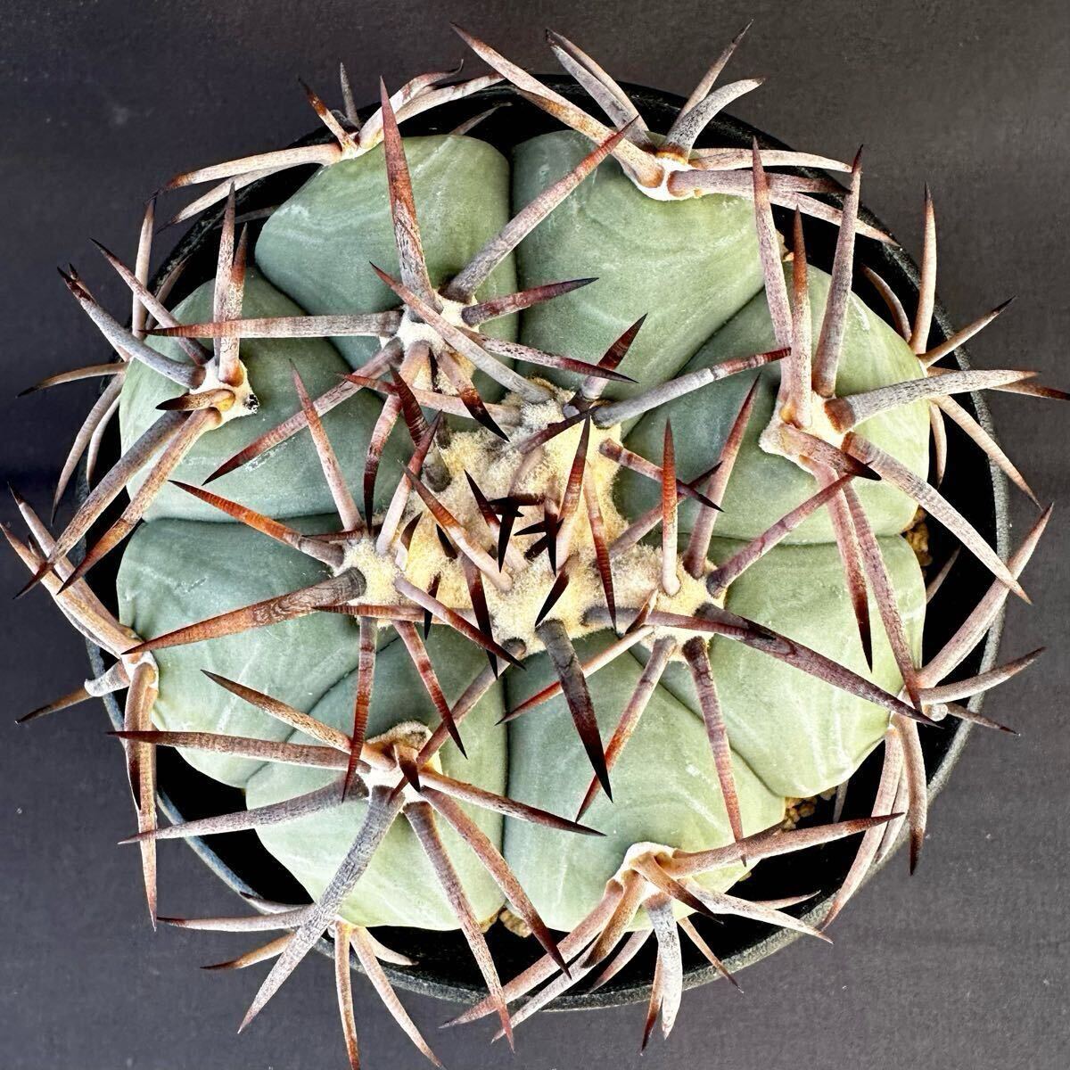 花王丸　短刺　実生 花王丸 短刺 実生 2025年最新】花王丸 サボテンの人気アイテム