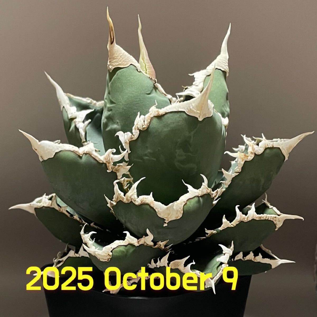 『コレクション株』アガベ　ノーネーム　ビックスパイン　強鋸歯　中株　発根活着済み コレクション株』アガベ ノーネーム ビックスパイン 強鋸歯 中株