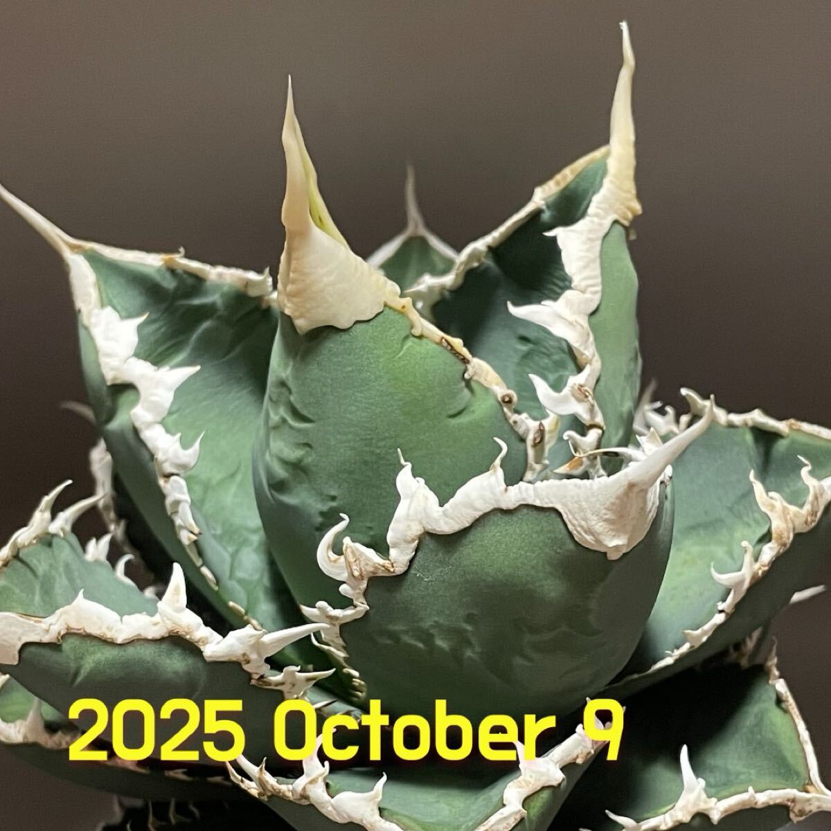 アガベ レジェンド 中株！ アガベ レジェンド 中株！ Yahoo!オークション -「アガベ legend