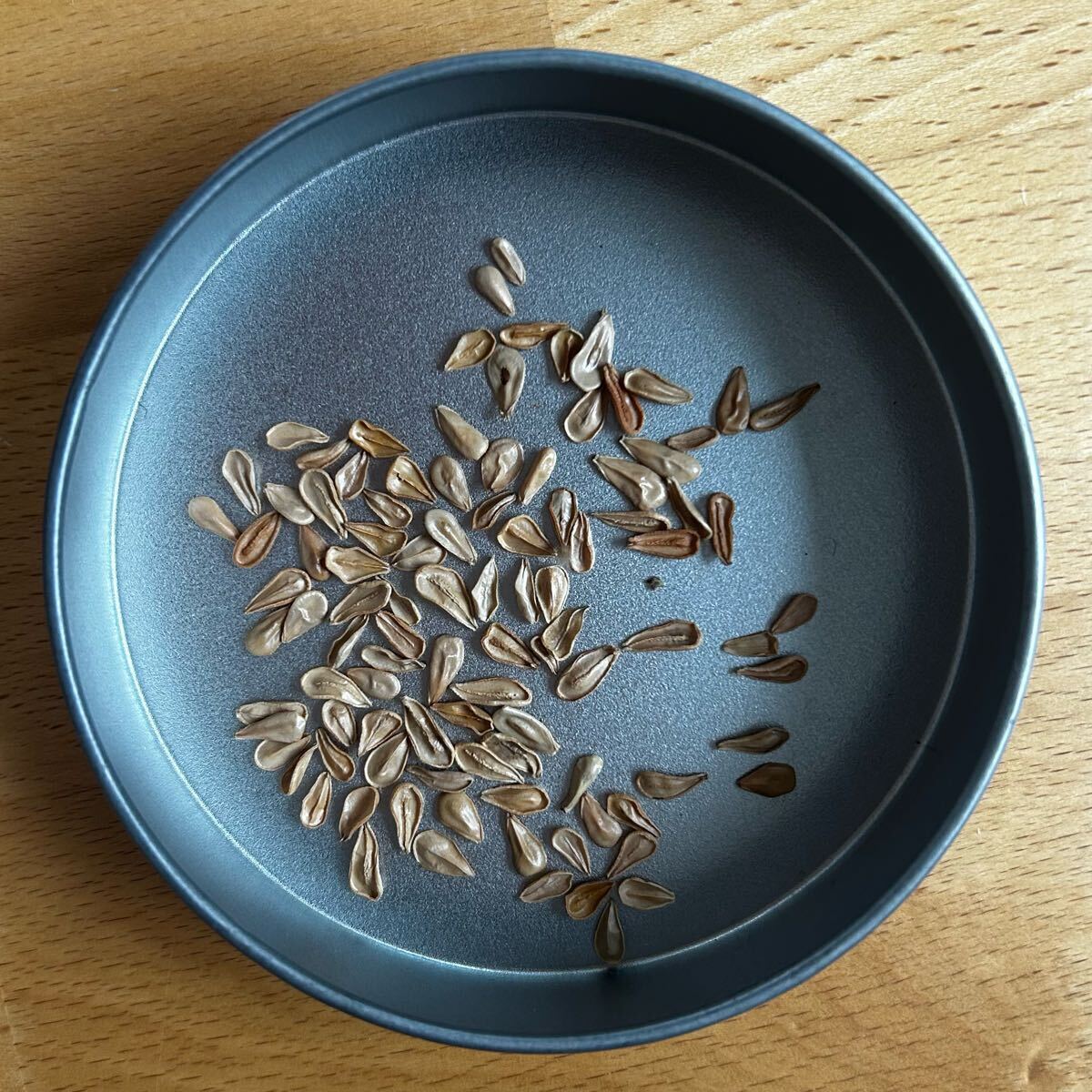 Yahoo!オークション -「パキポディウム ウィンゾリー 種子」(花