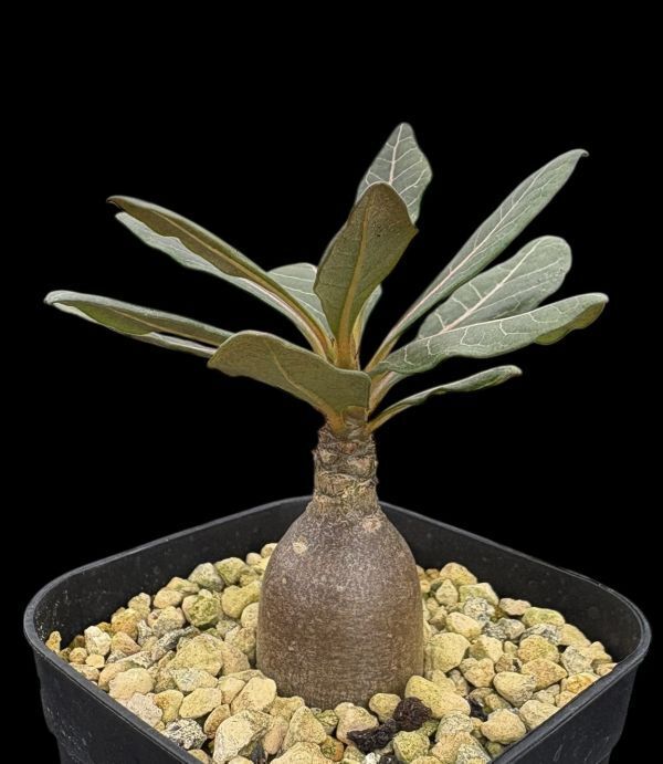 アデニウムソコトラナム 純血 実生 2株セット Yahoo!オークション -「アデニウムソコトラナム」(観葉植物) の