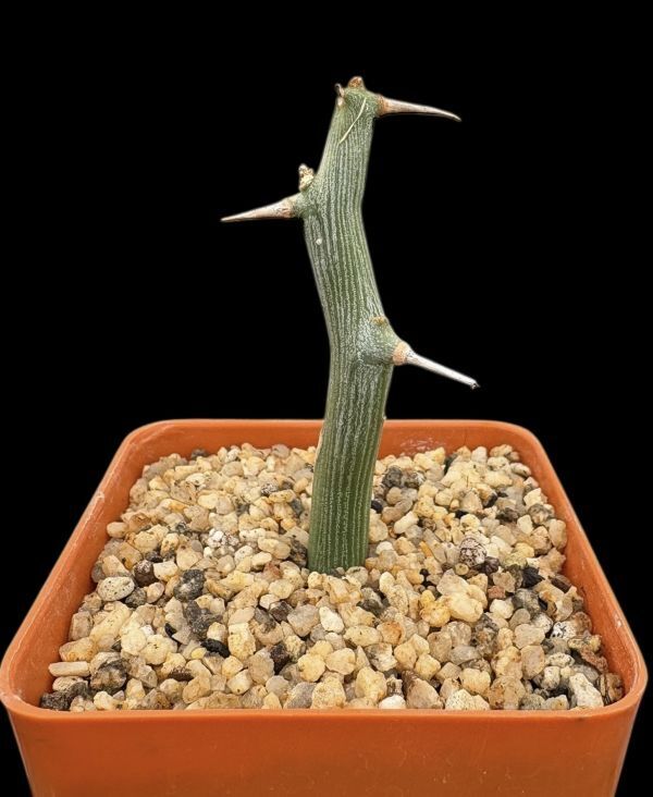 Yahoo!オークション -「アデニアバリー」(サボテン) (観葉植物