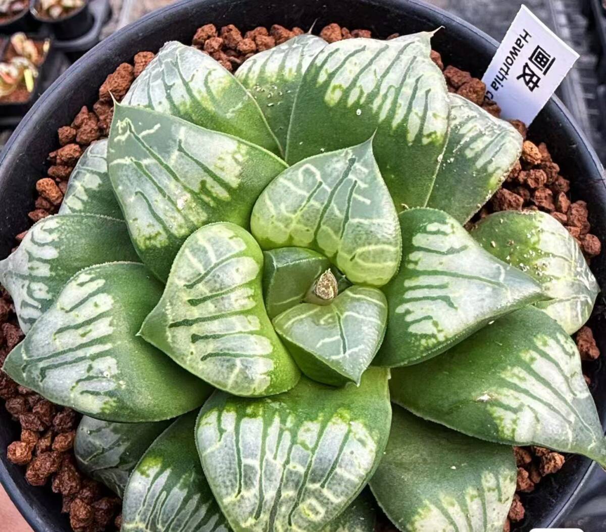 ハオルチアオブツーサ錦　白蛇伝 Yahoo!オークション -「ハオルチア 白蛇伝」の落札相場・落札価格