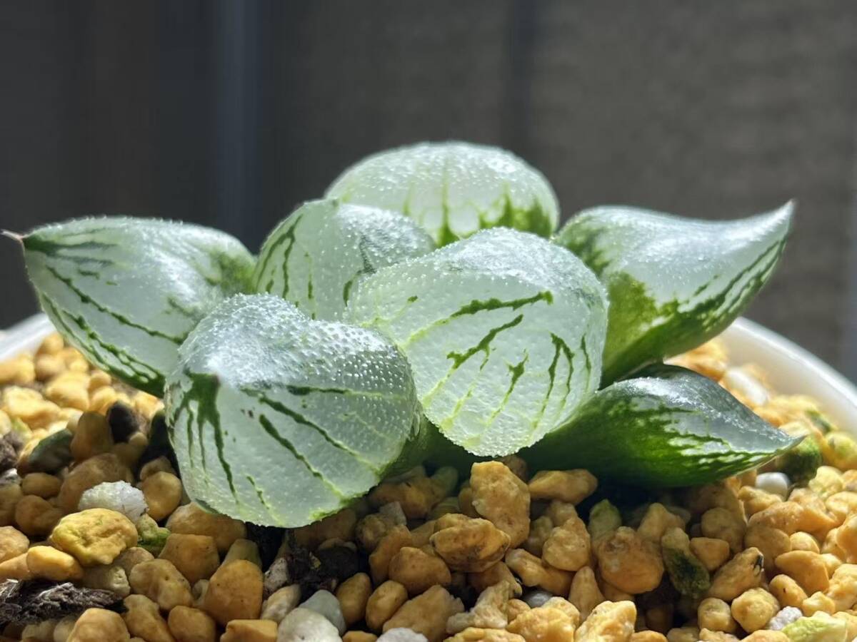 【クリスマスセール　12/20まで！】ハオルチア　白蛇伝 Yahoo!オークション - 多肉植物 ハオルチア 白蛇伝