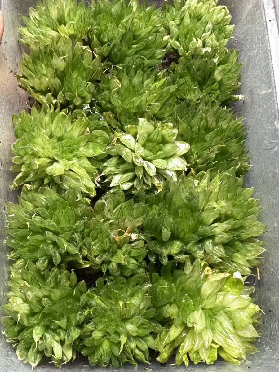 c*a様 パンドラピクタ鮮明錦　超美株　糊斑　極上班　大きめ c*a様 パンドラピクタ鮮明錦 超美株 糊斑 極上班 大きめ