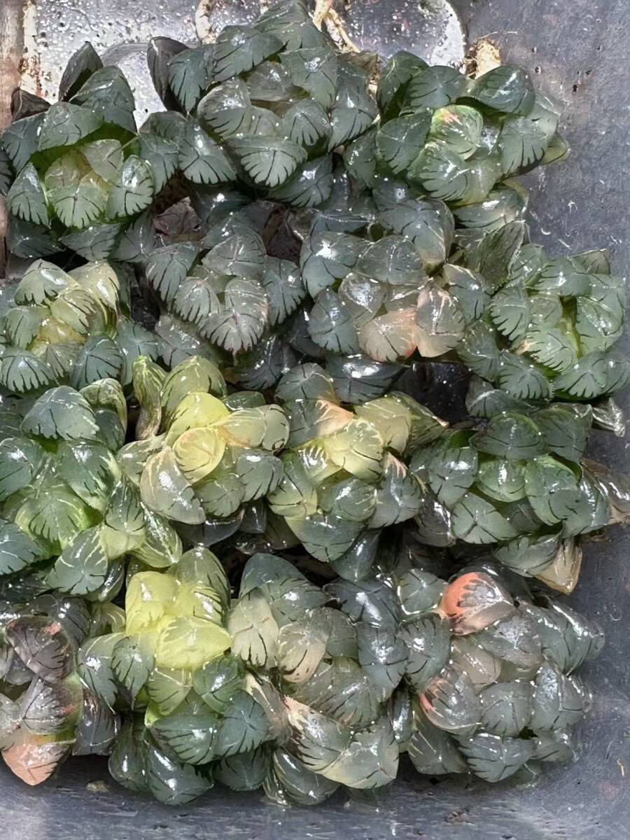 Yahoo!オークション -「糊斑」の落札相場・落札価格