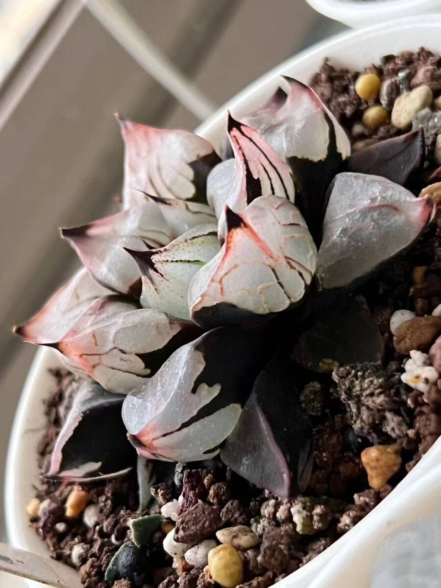 【極上斑】ハオルチア　白蛇伝 糊斑のハオルチア(白蛇伝・白銀の露など)の購入時の注意点/派手