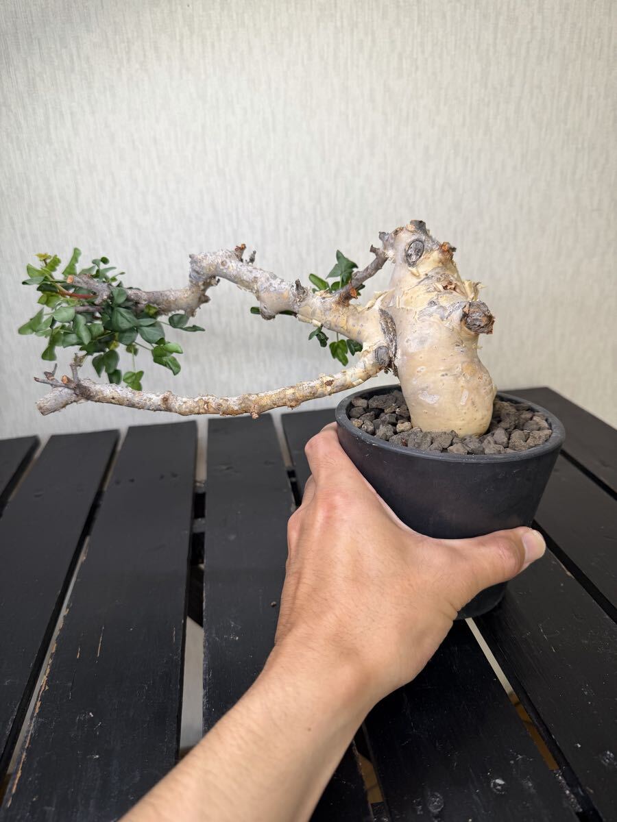 Yahoo!オークション -「コミフォラ カタフ ソマリア」の落札相場