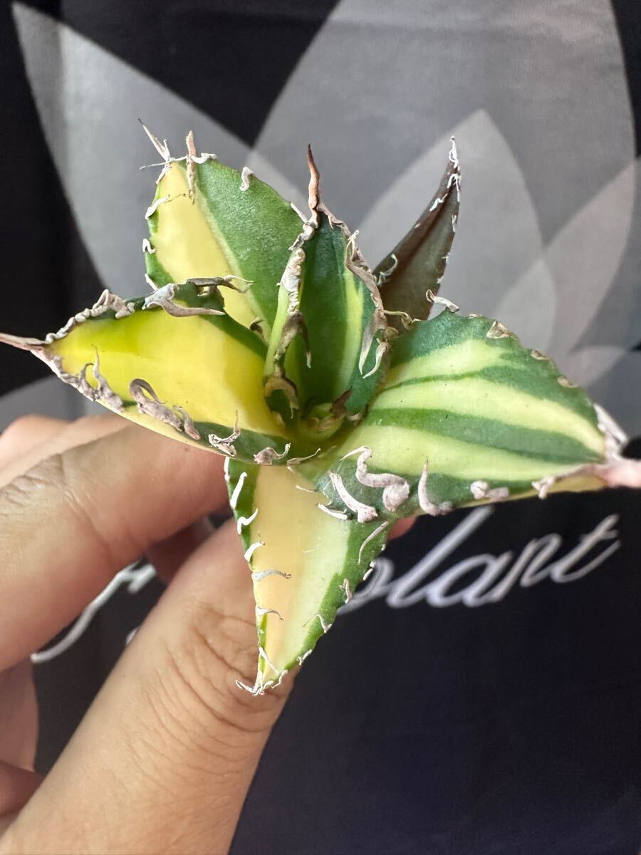 Yahoo!オークション -「アガベ チタノタ シーザー 錦」の落札相場